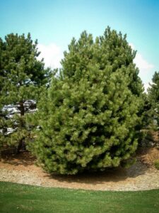 Сосна Чёрная (Pinus Nigra) купить по цене от 270.00р. в интернет-магазине «Посадика» с доставкой почтой в в Донскойе и по всей России – [изображение №1].