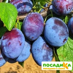 Слива Чачакская ранняя купить по цене от 229.00р. в интернет-магазине «Посадика» с доставкой почтой в в Донскойе и по всей России – [изображение №1].