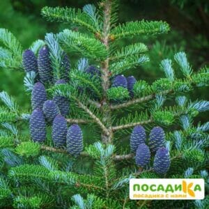 Пихта корейская (Abies koreana) купить по цене от 450.00р. в интернет-магазине «Посадика» с доставкой почтой в в Донскойе и по всей России – [изображение №1].