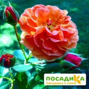 Роза Арабия купить по цене от 350.00р. в интернет-магазине «Посадика» с доставкой почтой в в Донскойе и по всей России – [изображение №1].