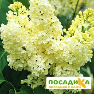 Сирень Примроуз (Primrose) купить по цене от 529.00р. в интернет-магазине «Посадика» с доставкой почтой в в Донскойе и по всей России – [изображение №1].