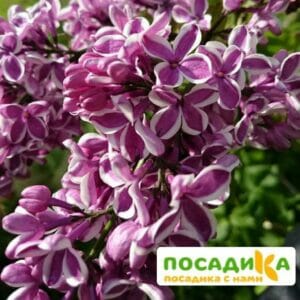 Сирень Сенсация купить по цене от 529.00р. в интернет-магазине «Посадика» с доставкой почтой в в Донскойе и по всей России – [изображение №1].