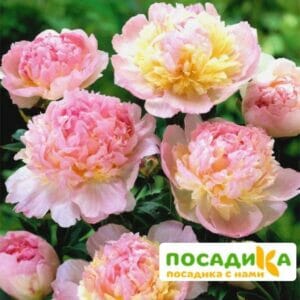 Пион Распберри Сандей (Paeonia Raspberry Sundae) купить по цене от 959р. в интернет-магазине «Посадика» с доставкой почтой в в Донскойе и по всей России – [изображение №1].