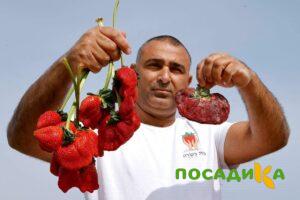 Клубника Гигант Джорнея купить по цене от 266р. в интернет-магазине «Посадика» с доставкой почтой в в Донскойе и по всей России – [изображение №1].