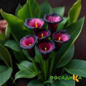 Калла Аура Лейс купить по цене от 400р. в интернет-магазине «Посадика» с доставкой почтой в в Донскойе и по всей России – [изображение №1].