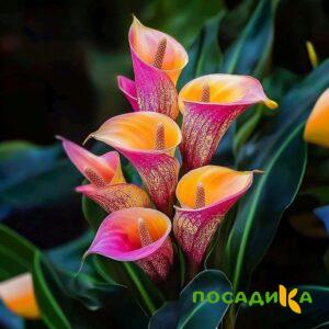 Калла Оникс купить по цене от 450р. в интернет-магазине «Посадика» с доставкой почтой в в Донскойе и по всей России – [изображение №1].