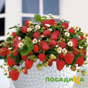 Клубника Рубиновый Шепот (горшечная) купить по цене от 240р. в интернет-магазине «Посадика» с доставкой почтой в в Донскойе и по всей России – [изображение №1].