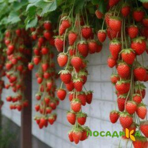 Клубника вьющаяся Комплимент купить по цене от 470р. в интернет-магазине «Посадика» с доставкой почтой в в Донскойе и по всей России – [изображение №1].