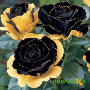Роза Ханни Сикл купить по цене от 700р. в интернет-магазине «Посадика» с доставкой почтой в в Донскойе и по всей России – [изображение №1].