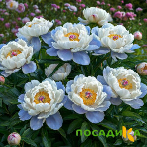 Пион акварельный Этюд купить по цене от 806р. в интернет-магазине «Посадика» с доставкой почтой в в Донскойе и по всей России – [изображение №1].