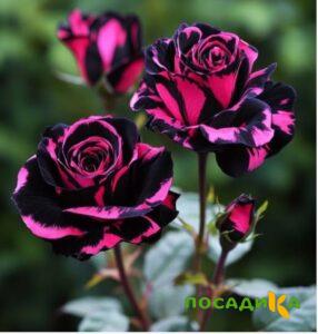 Роза Багровый Шепот купить по цене от 366р. в интернет-магазине «Посадика» с доставкой почтой в в Донскойе и по всей России – [изображение №1].