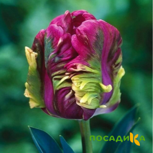 Тюльпан Экзотик Хэвен купить по цене от 186р. в интернет-магазине «Посадика» с доставкой почтой в в Донскойе и по всей России – [изображение №1].